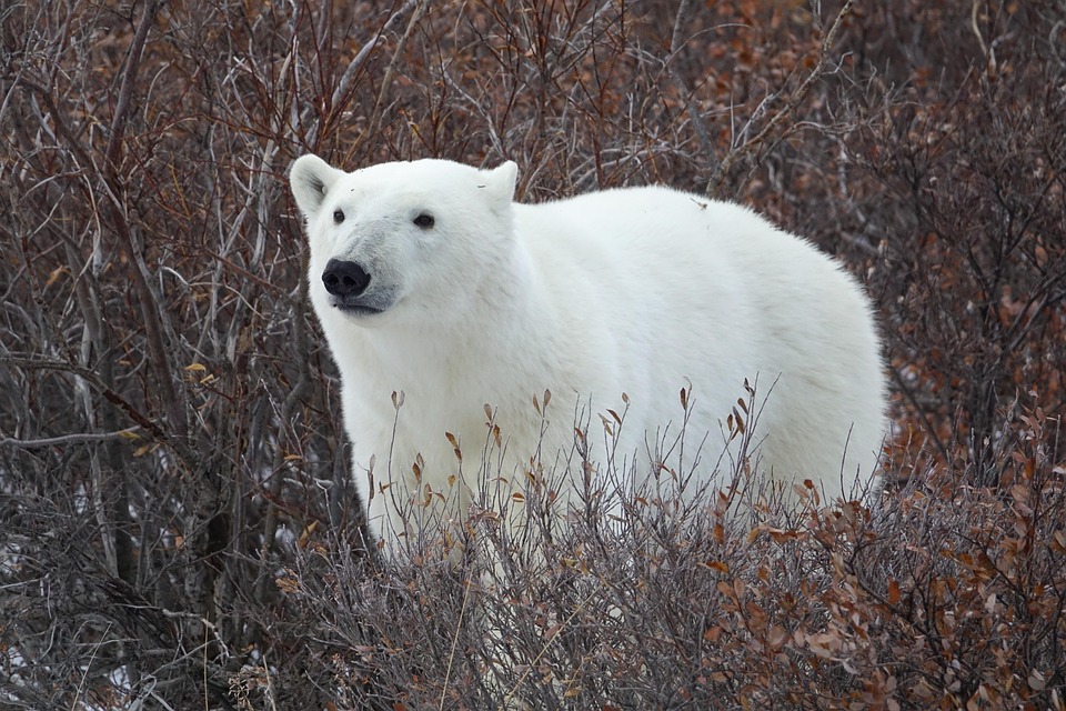 Polar bear sculpture representing curiosity